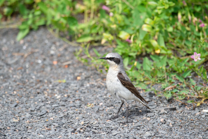 Steinskvett (Oenanthe oenanthe)