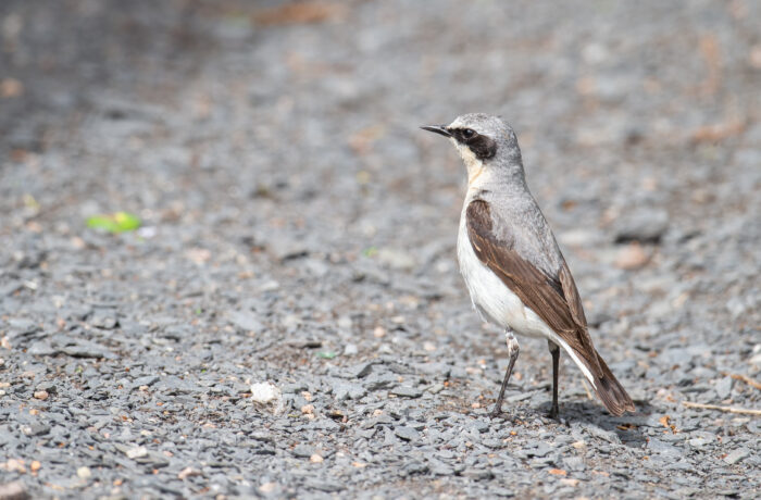 Steinskvett (Oenanthe oenanthe)