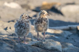 Fiskemåke (Larus canus)