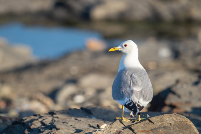 Fiskemåke (Larus canus)