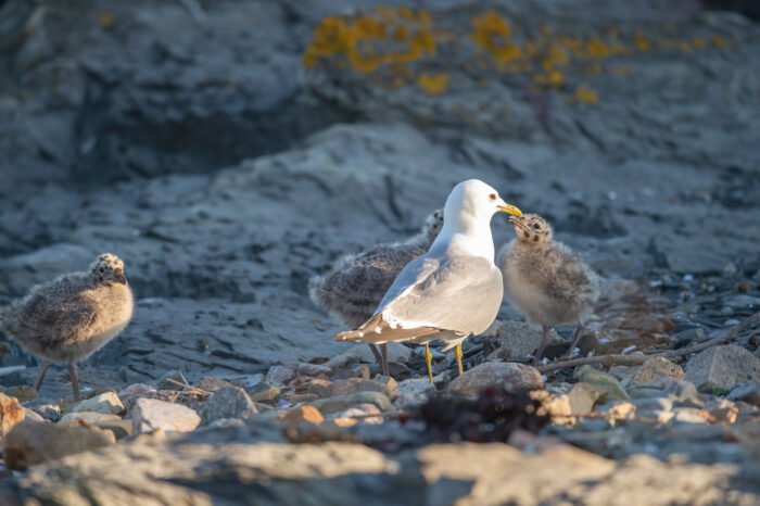 Fiskemåke (Larus canus)