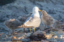 Fiskemåke (Larus canus)