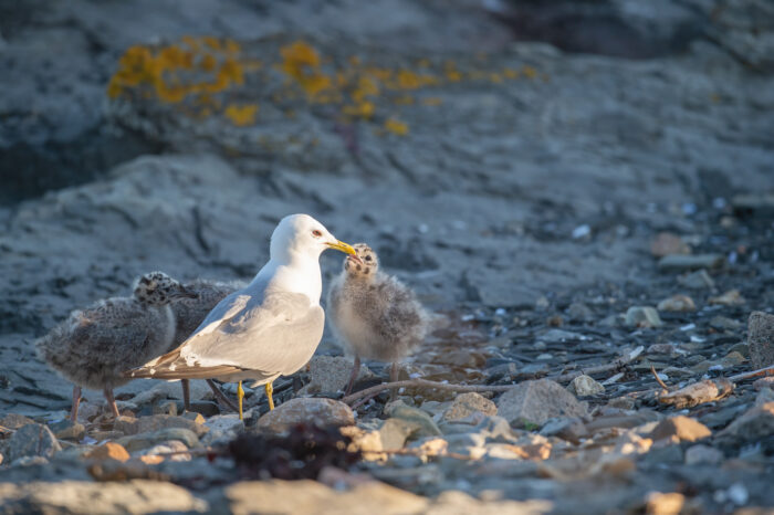 Fiskemåke (Larus canus)