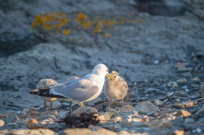 Fiskemåke (Larus canus)