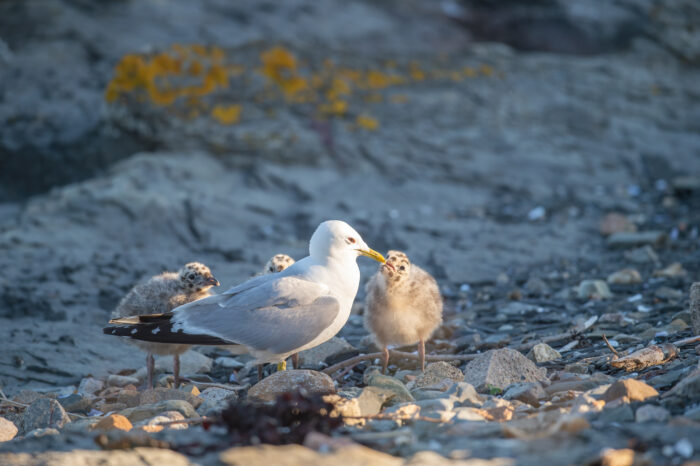 Fiskemåke (Larus canus)