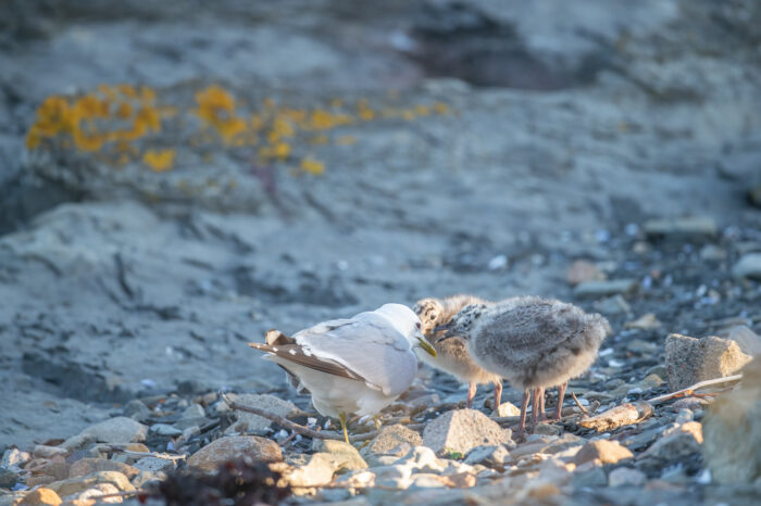 Fiskemåke (Larus canus)