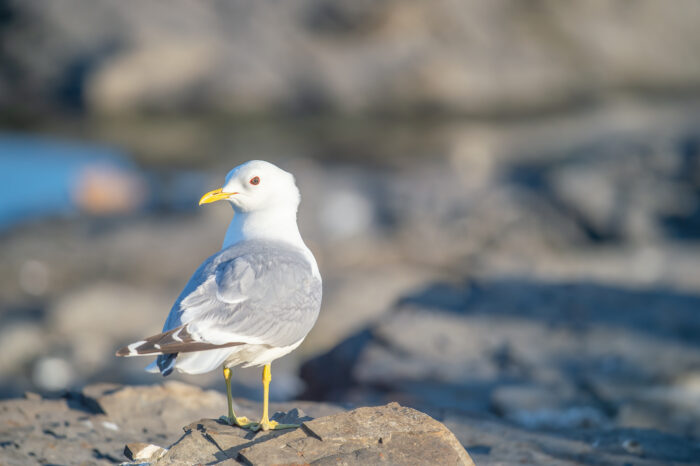 Fiskemåke (Larus canus)