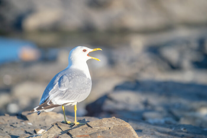 Fiskemåke (Larus canus)