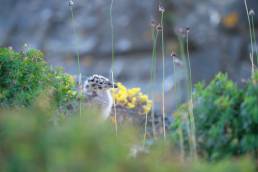 Fiskemåke – Mew gull (Larus canus)