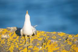 Fiskemåke – Mew gull (Larus canus)