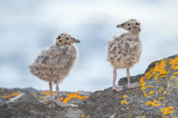 Fiskemåke (Larus canus)