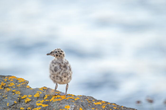 Fiskemåke (Larus canus)