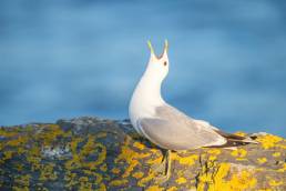 Fiskemåke – Mew gull (Larus canus)