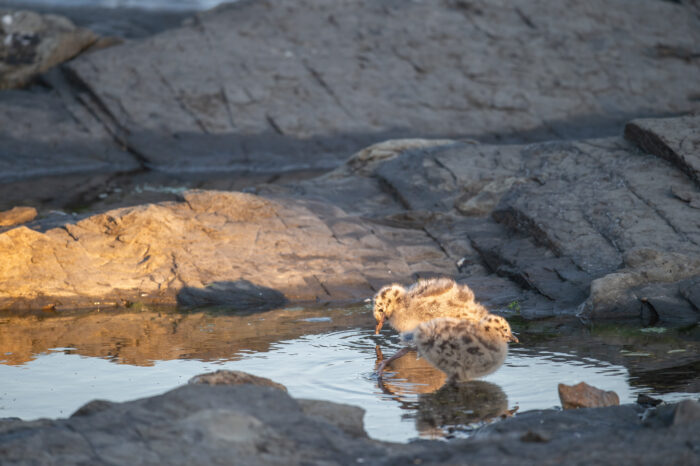 Fiskemåke (Larus canus)