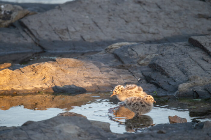 Fiskemåke (Larus canus)