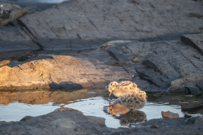 Fiskemåke (Larus canus)