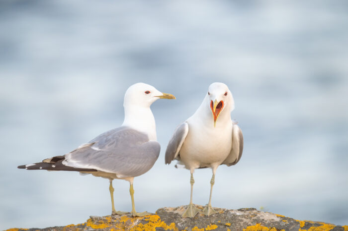 Fiskemåke – Mew gull (Larus canus)