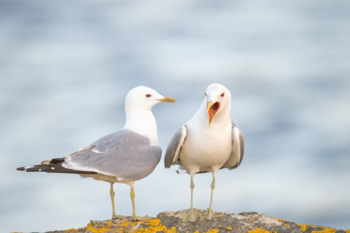 Fiskemåke (Larus canus)