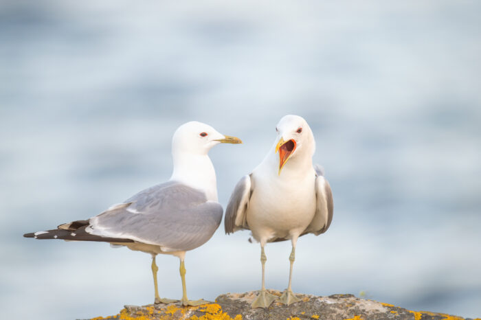 Fiskemåke (Larus canus)