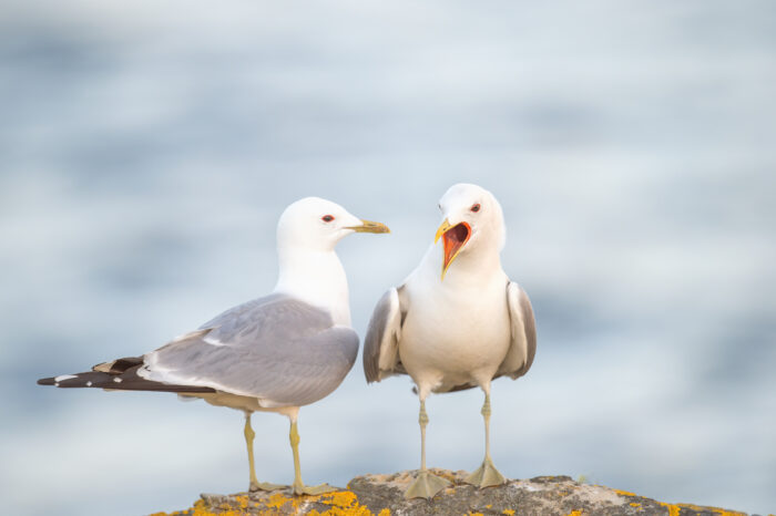 Fiskemåke (Larus canus)