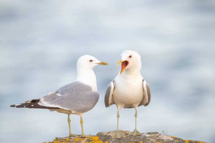 Fiskemåke (Larus canus)