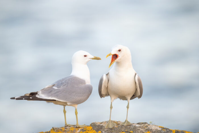 Fiskemåke (Larus canus)