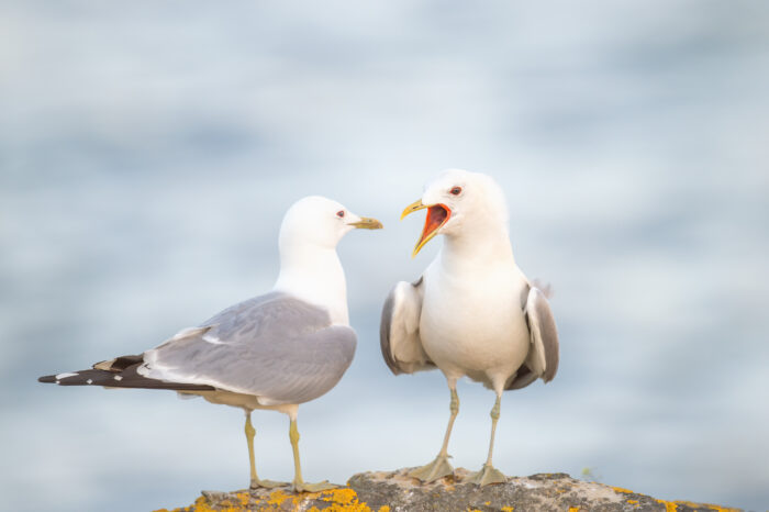 Fiskemåke (Larus canus)