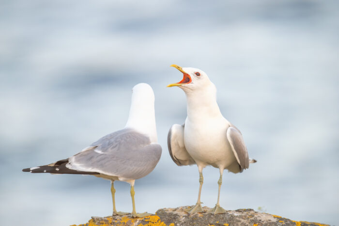 Fiskemåke (Larus canus)