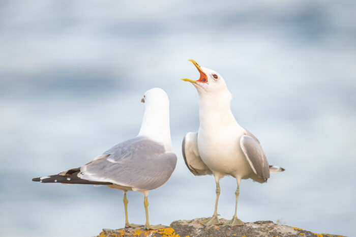 Fiskemåke (Larus canus)