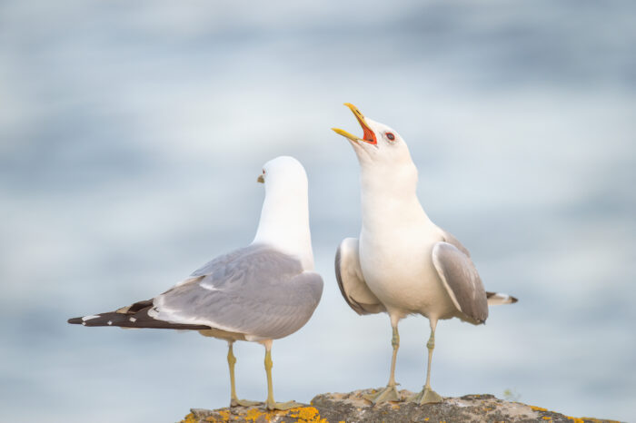 Fiskemåke (Larus canus)