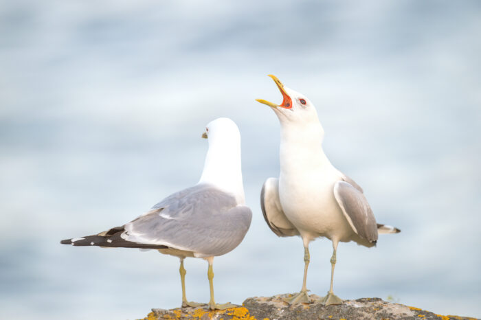 Fiskemåke (Larus canus)