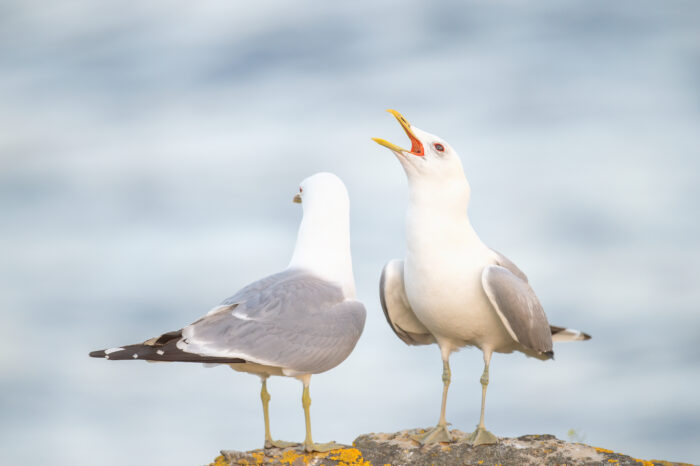 Fiskemåke (Larus canus)