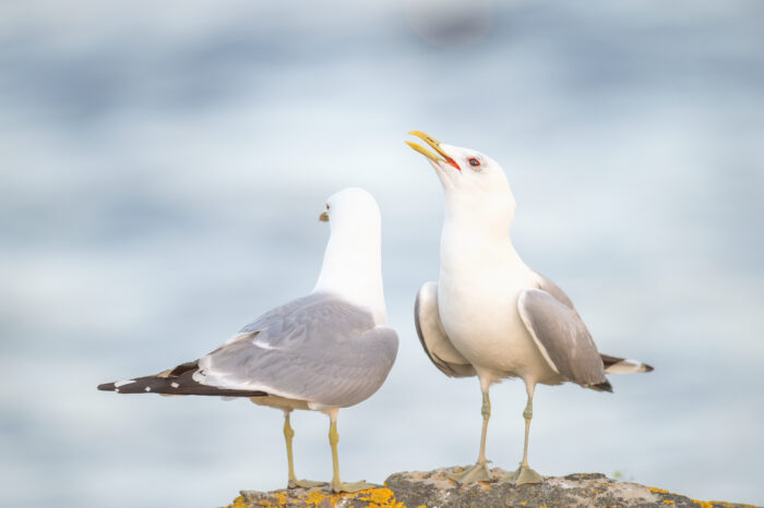 Fiskemåke (Larus canus)