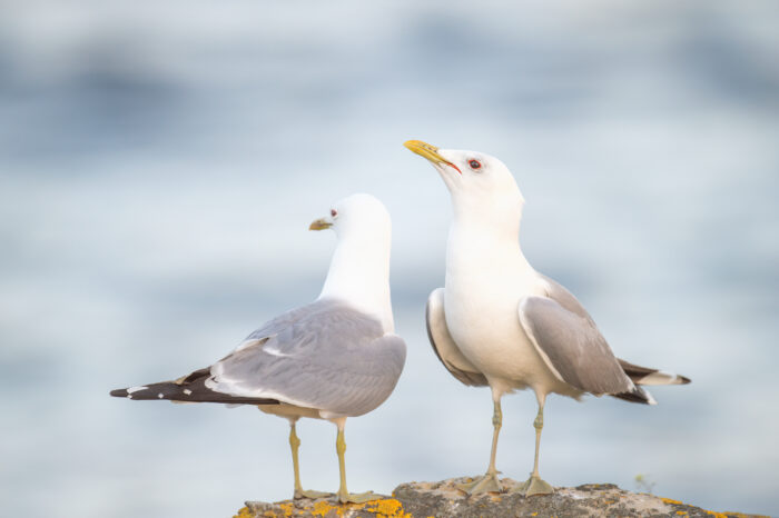 Fiskemåke (Larus canus)