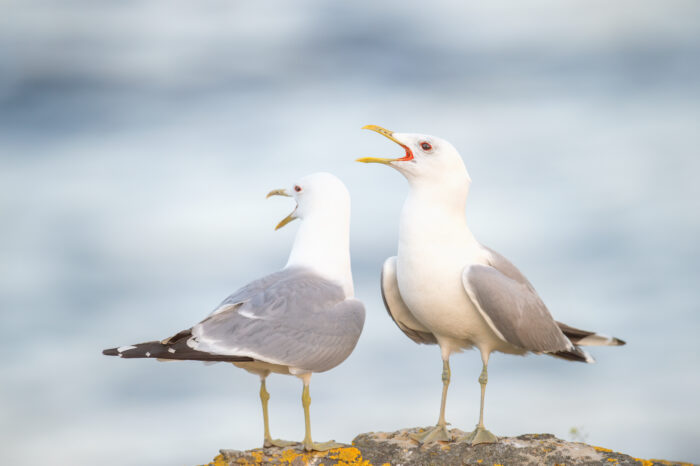 Fiskemåke (Larus canus)