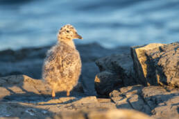 Fiskemåke (Larus canus)