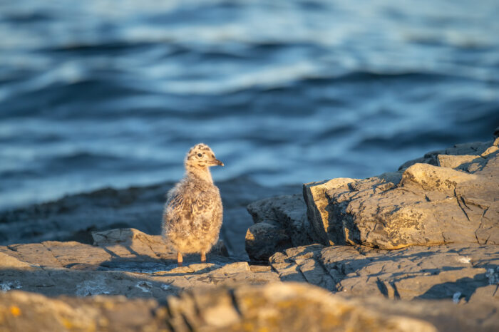 Fiskemåke (Larus canus)