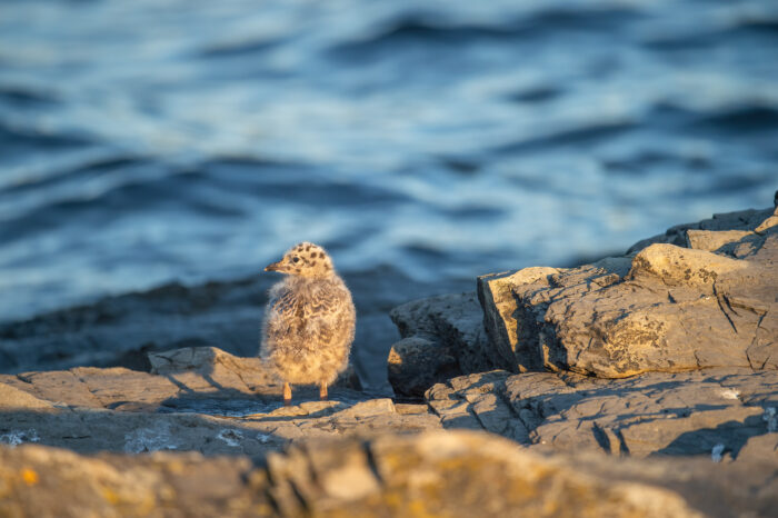 Fiskemåke (Larus canus)