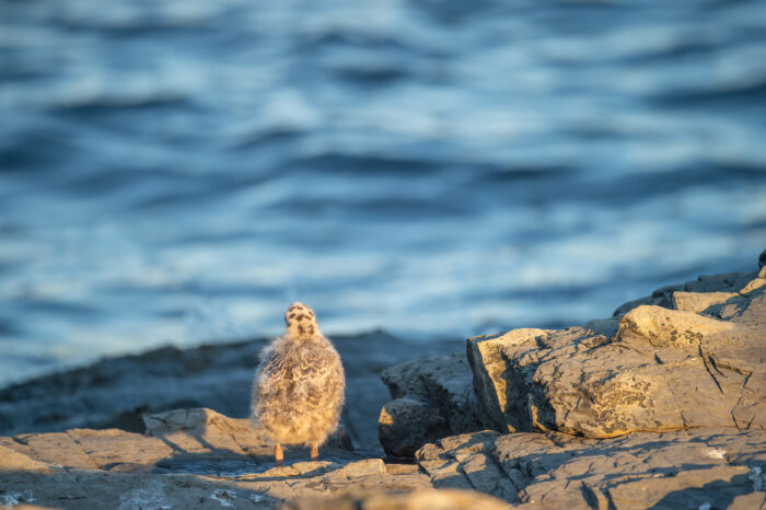 Fiskemåke (Larus canus)