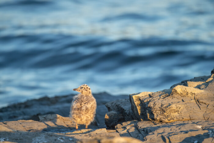 Fiskemåke (Larus canus)