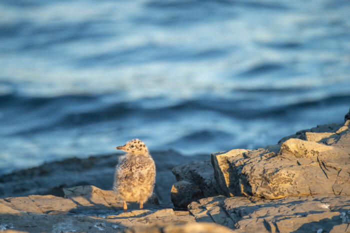 Fiskemåke (Larus canus)