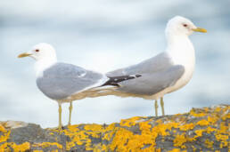 Fiskemåke (Larus canus)