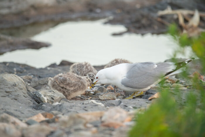 Fiskemåke (Larus canus)