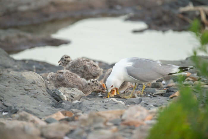 Fiskemåke (Larus canus)