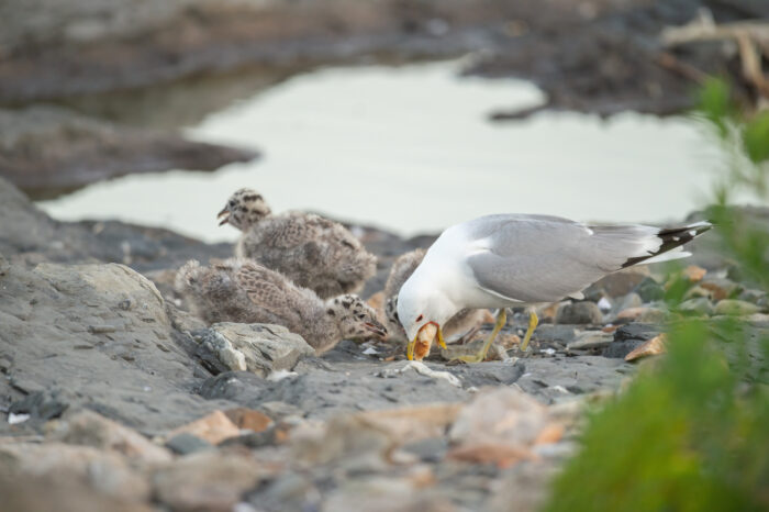 Fiskemåke (Larus canus)