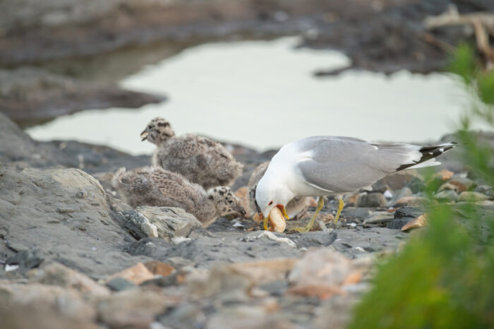 Fiskemåke (Larus canus)