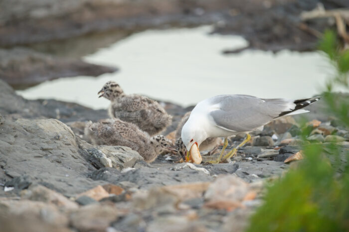 Fiskemåke (Larus canus)