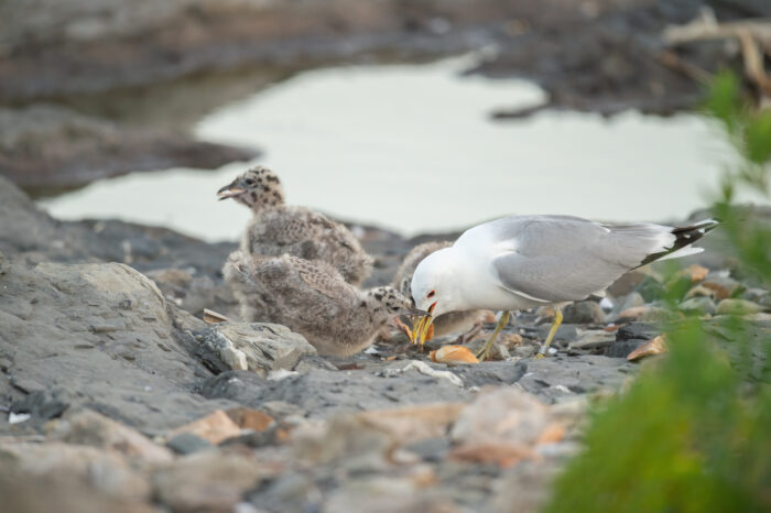 Fiskemåke (Larus canus)