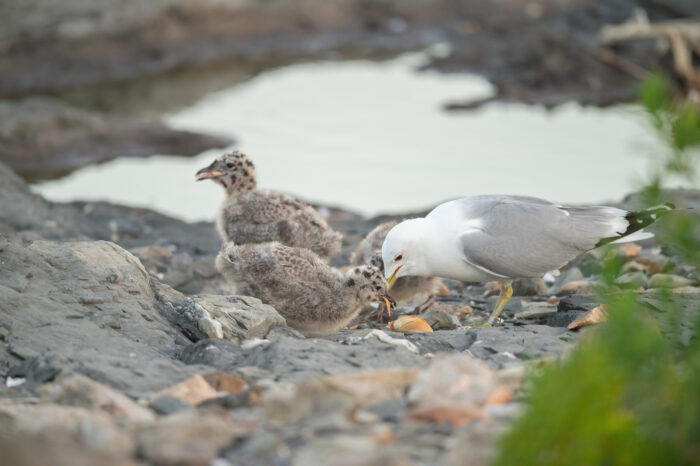 Fiskemåke (Larus canus)