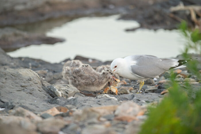 Fiskemåke (Larus canus)